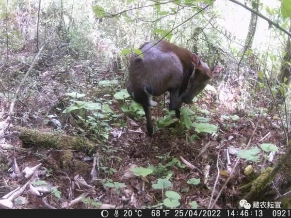 西藏色季拉山發(fā)現(xiàn)雪豹、白頰獼猴等多種珍稀野生動物