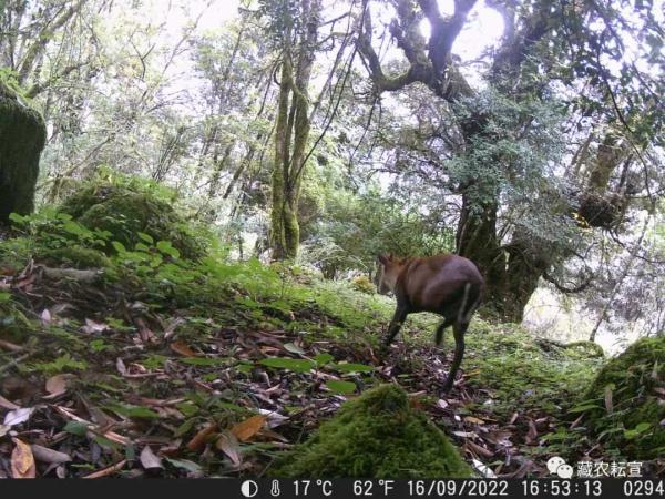 西藏色季拉山發(fā)現(xiàn)雪豹、白頰獼猴等多種珍稀野生動物