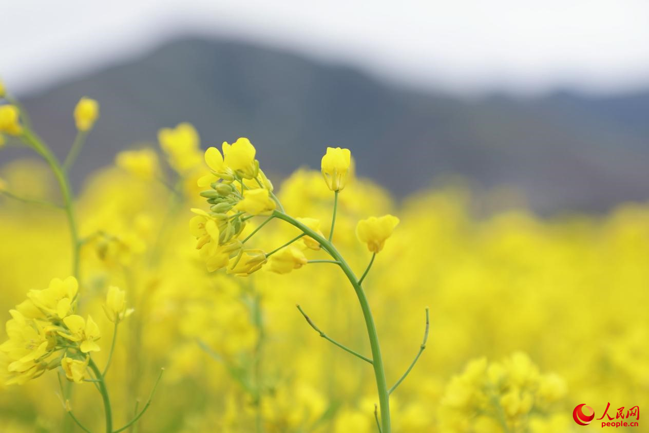 金色油菜花鋪滿大地。 人民網 李海霞攝