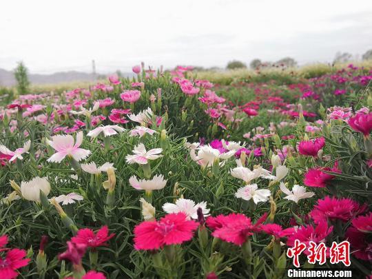 甘肅昔日戈壁變“花海”成旅游“新名片”