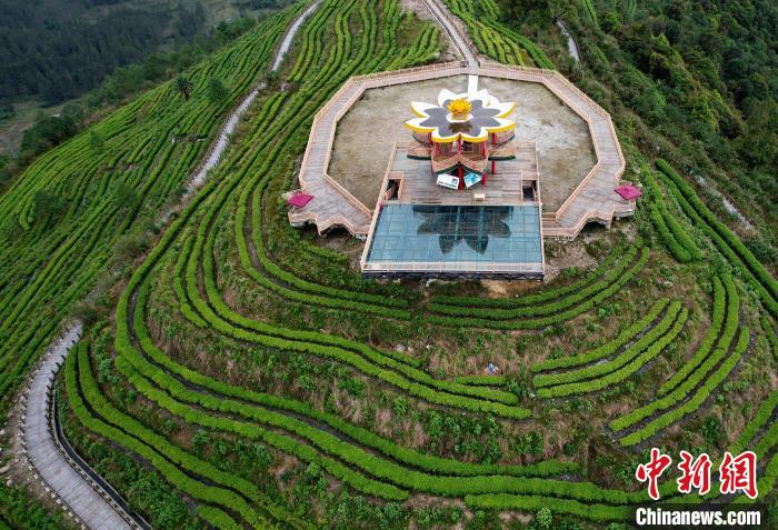 圖為西藏林芝市墨脫縣背崩鄉(xiāng)格林村山頂?shù)木坝^茶園。(無(wú)人機(jī)照片) 李林 攝