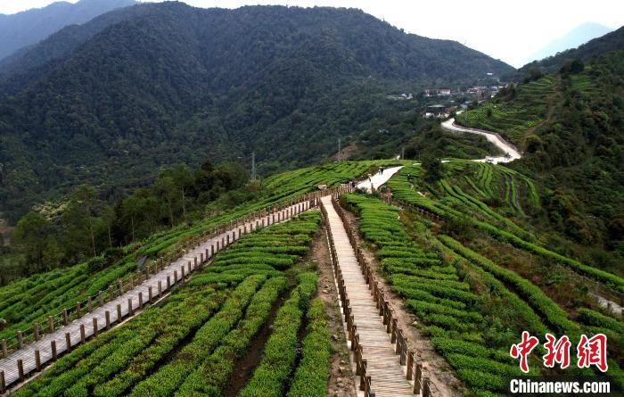 圖為西藏林芝市墨脫縣背崩鄉(xiāng)格林村山頂?shù)木坝^茶園。(無(wú)人機(jī)照片) 李林 攝